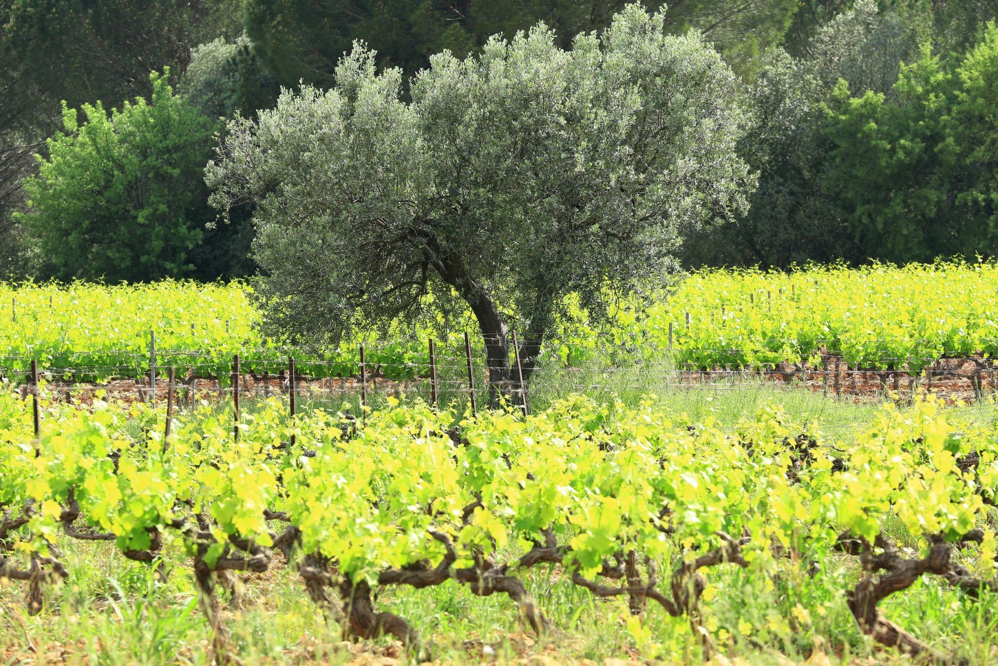 Accueil Tourisme en Dracénie Provence Verdon